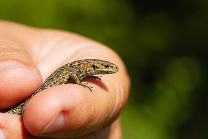 Close-up of a small lizard held gently in a person's hand, illustrating random things people did as kids.