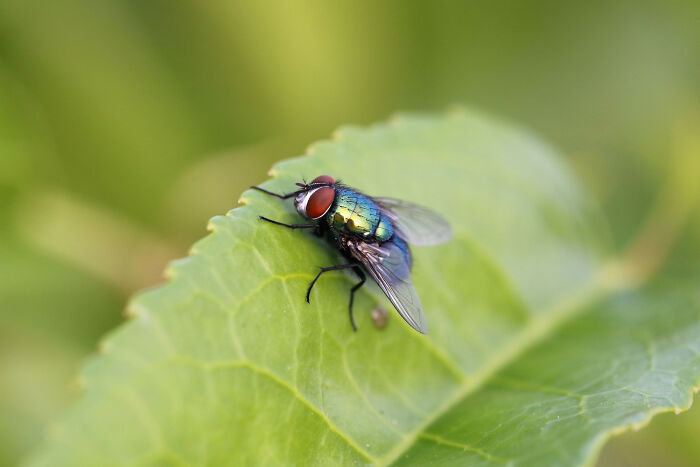 Close-up of a fly resting on a green leaf, illustrating random things people did as kids that weren’t exactly normal.