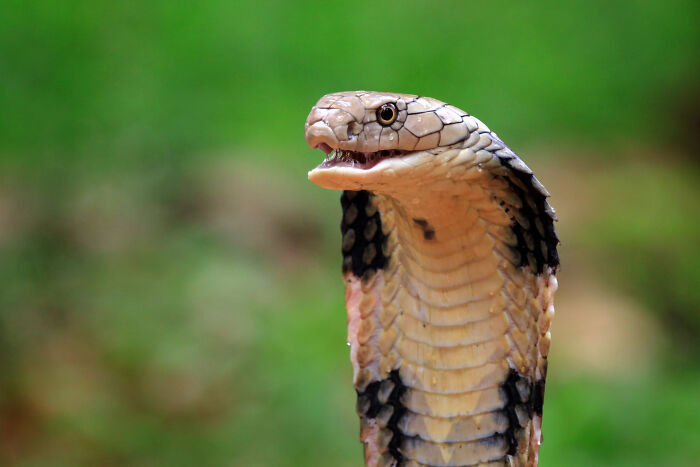 Close-up of a cobra with raised hood in natural green surroundings, illustrating one of the events from history that will never not be funny.