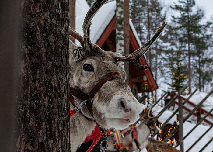 Reindeer peeking from behind tree in snowy winter setting with festive lights, unrelated to steak or cows facts.