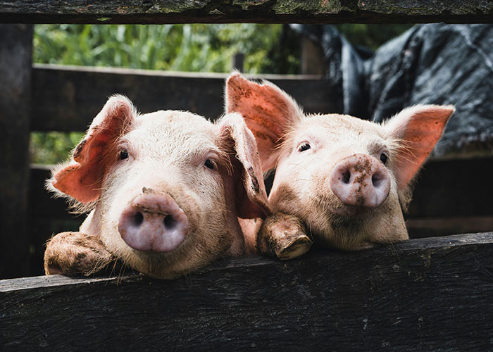 Two pigs resting their heads on a wooden fence with greenery blurred in the background, illustrating farm animals.