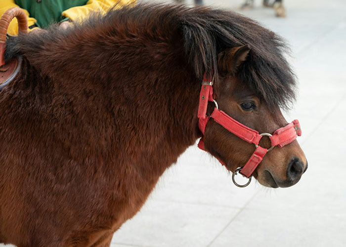 Close-up of a brown pony with a red halter, highlighting common misconceptions about steak and cows.
