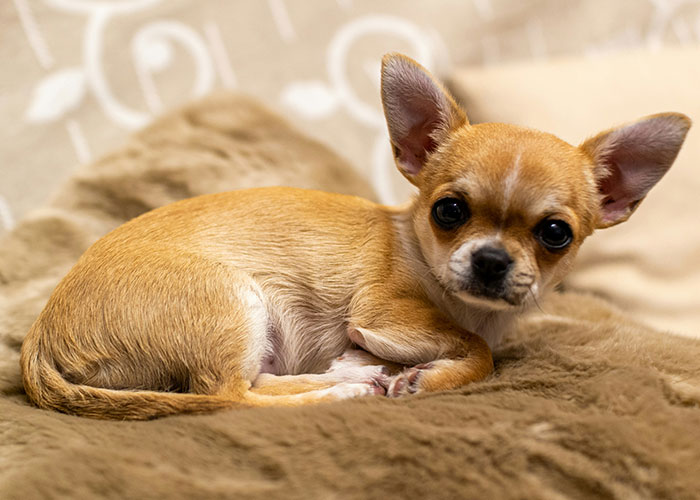 Small tan Chihuahua puppy lying on a soft blanket with big ears and dark eyes, unrelated to steak or cows facts.