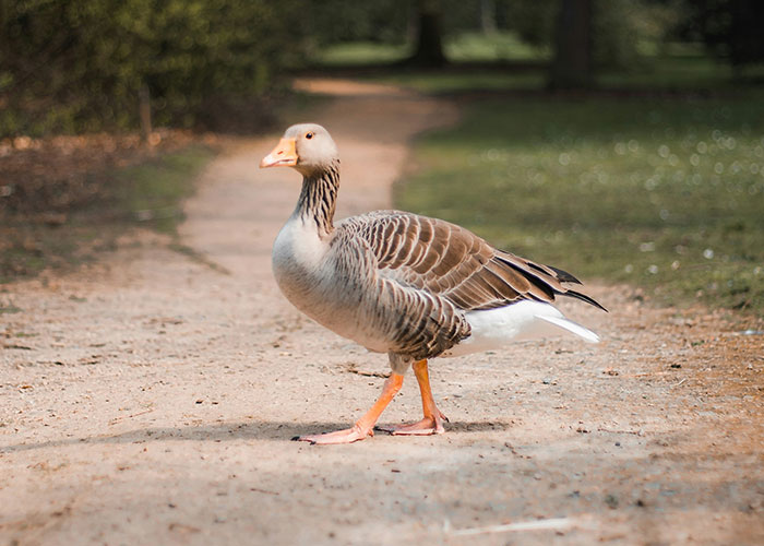 A goose walking on a dirt path in a park, unrelated to the common fact that steak comes from cows.