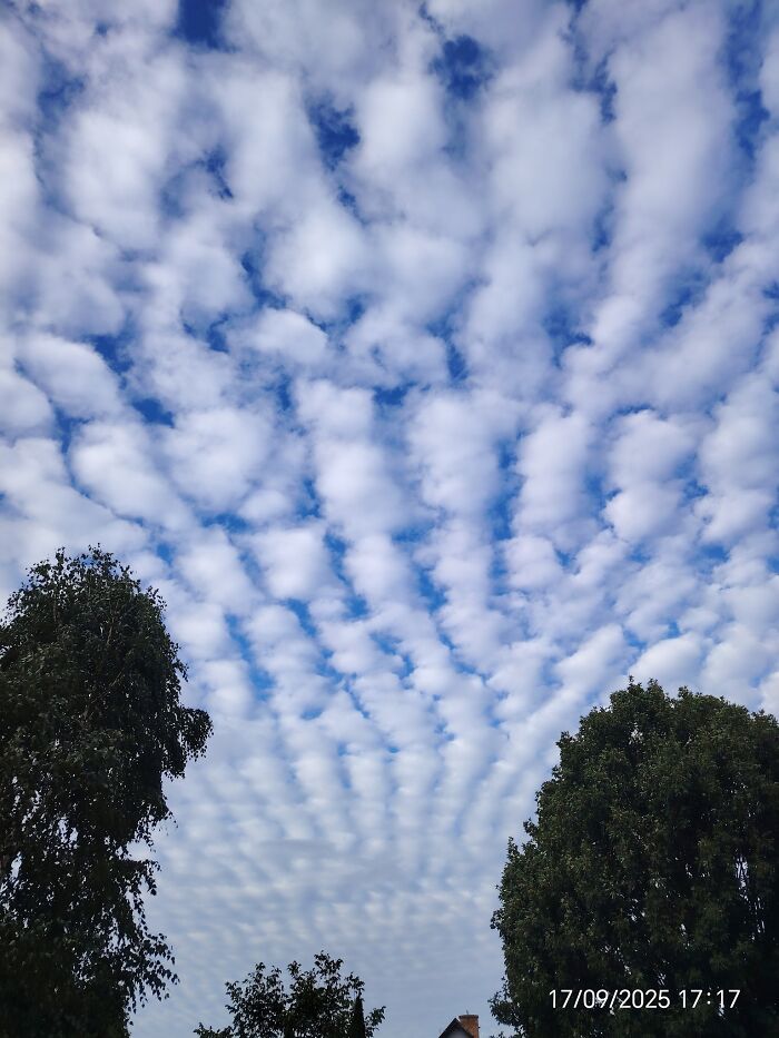 Patterned cloud formations over trees creating a beautiful yet unnerving liminal space in the sky above.