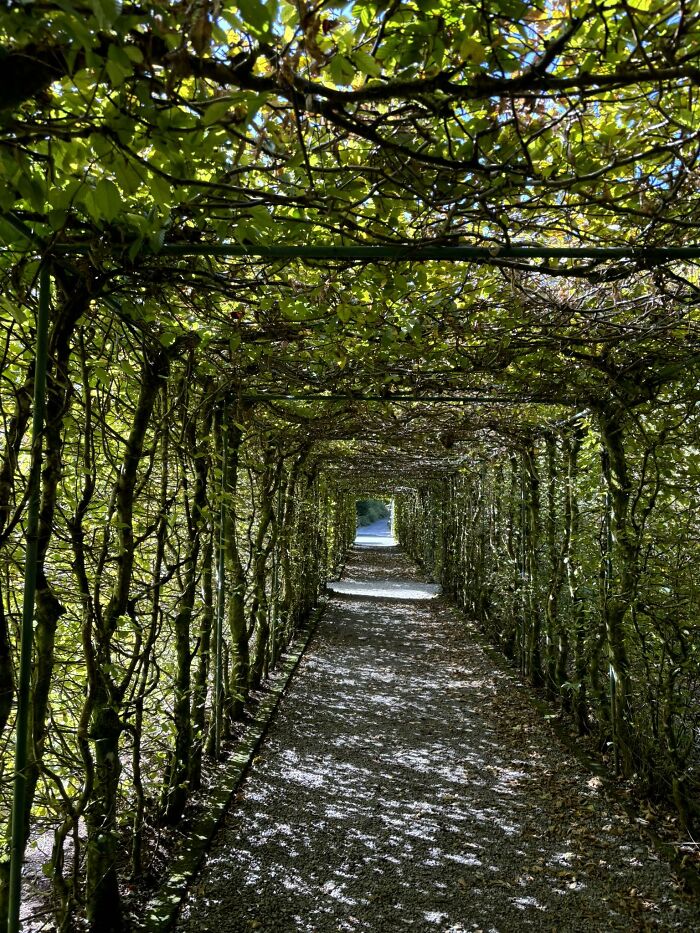 Tunnel-like liminal space created by dense green foliage and branches forming a shaded walkway with light at the end.