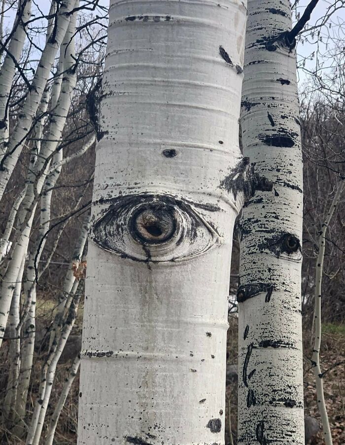 Tree trunks with markings resembling an eye, creating beautiful yet unnerving liminal spaces in a forest setting.