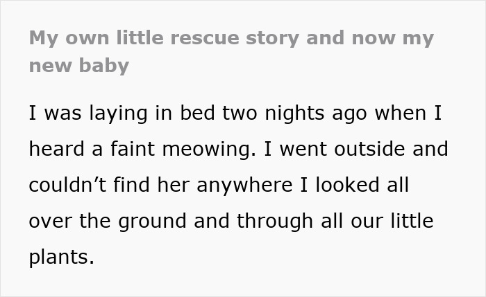 Tiny Rescue Cat Gets Attached To Big Family Dog In Seconds, Their Bond Goes Viral Immediately