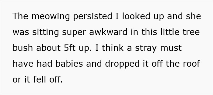 Little kitty found meowing outside, sitting awkwardly in a tree bush about 5 feet up, possibly stranded or dropped.