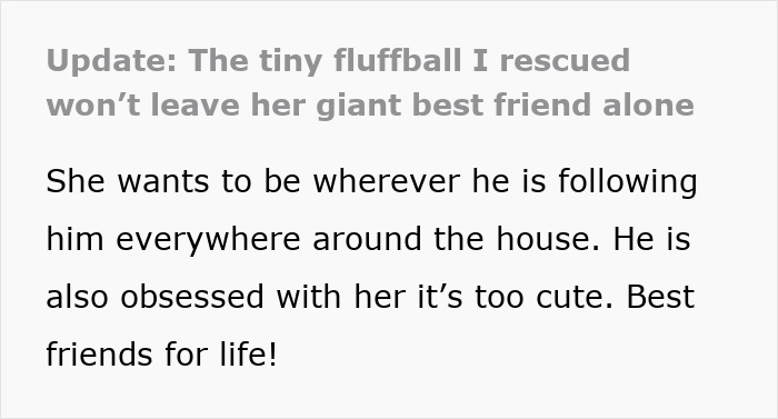 Little kitty found meowing outside cuddles and follows her giant best friend around the house, best friends for life.