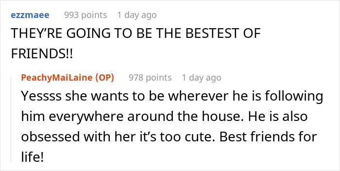 Alt text: Chat conversation about a little kitty following and meowing outside, highlighting their growing friendship and cuteness.