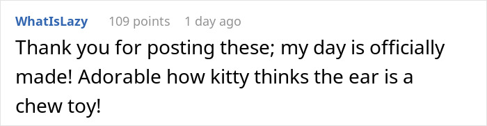 Comment expressing joy about a little kitty, mentioning how the kitten thinks the ear is a chew toy.