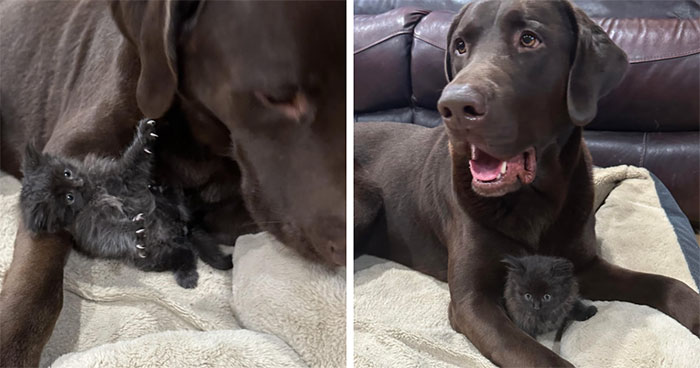Tiny Rescue Cat Gets Attached To Big Family Dog In Seconds, Their Bond Goes Viral Immediately
