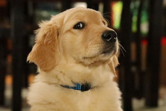 Golden Retriever with soft fur and a blue collar looking to the side in a warmly lit indoor setting. Golden Retriever with soft fur and a blue collar looking to the side in a warmly lit indoor setting.