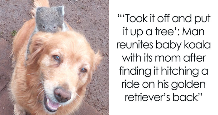 Guy Hears His Dog Barking In The Yard, Blown Away By What He Discovers When He Checks Things Out