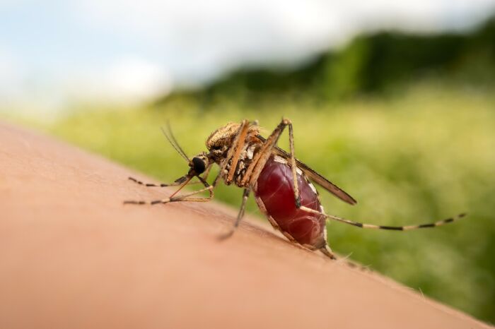 Close-up of a mosquito feeding on skin, illustrating one of the most unbelievable facts about countries that are actually true.