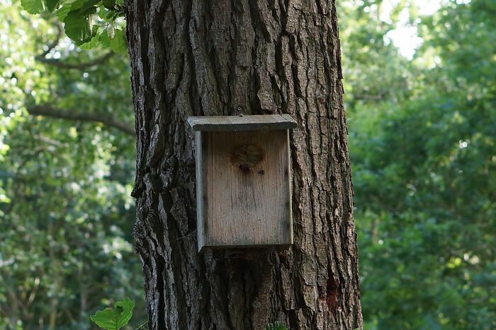 Old wooden birdhouse on tree trunk in forest, a creepy photo that might make hearts skip a beat.