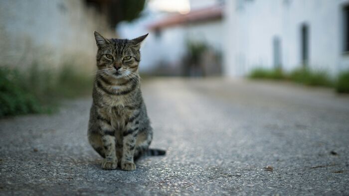 Tabby cat sitting alone on a quiet street, symbolizing experiences of people living next to horrible neighbors.