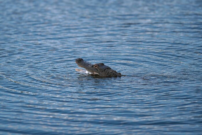Alligator partially submerged in water, symbolizing protection and moments when the universe had people's back.