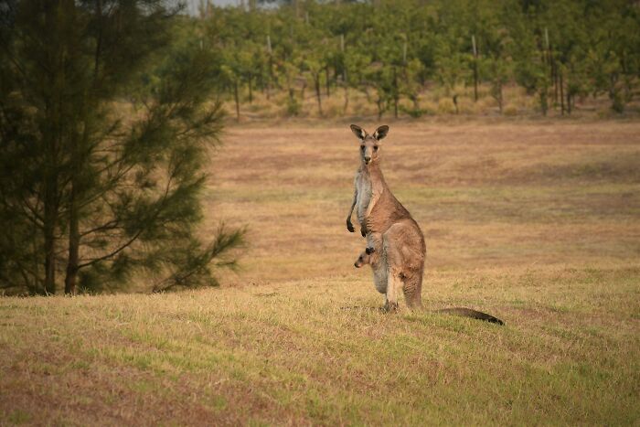 Adult kangaroo with joey in pouch standing in open grassy field, representing World Kangaroo Day facts and wildlife.