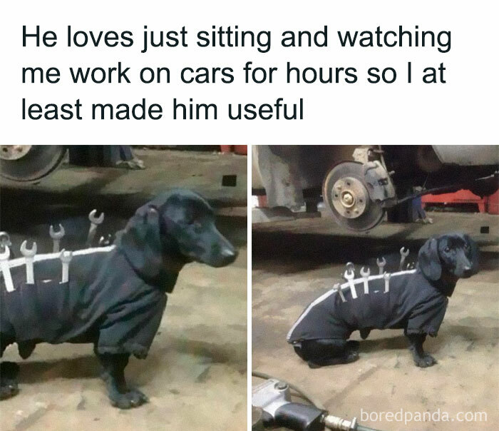 Black dachshund dog wearing a black shirt with tools attached, funny and adorable animal meme fighting boredom.