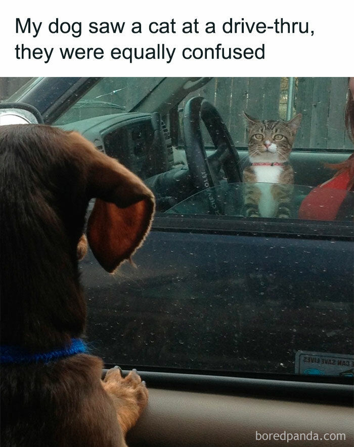 Dog and cat share a confused moment at a drive-thru, showcasing adorable animal interaction in funny and cute animal memes.