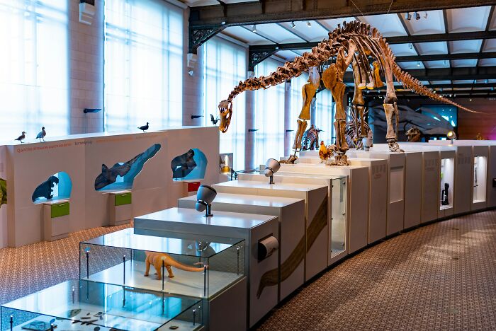 Dinosaur skeleton exhibit in a brightly lit museum hallway with detailed fossil displays and models.