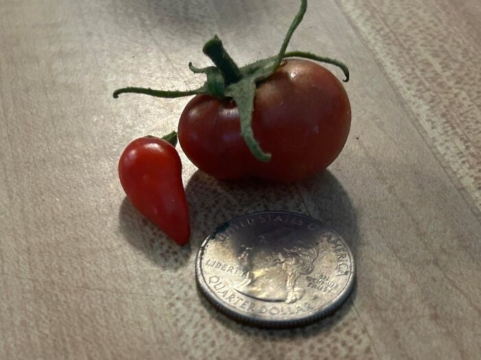 Tiny tomato beside a regular tomato and a quarter illustrating a garden joke by Mother Nature with miniature produce.
