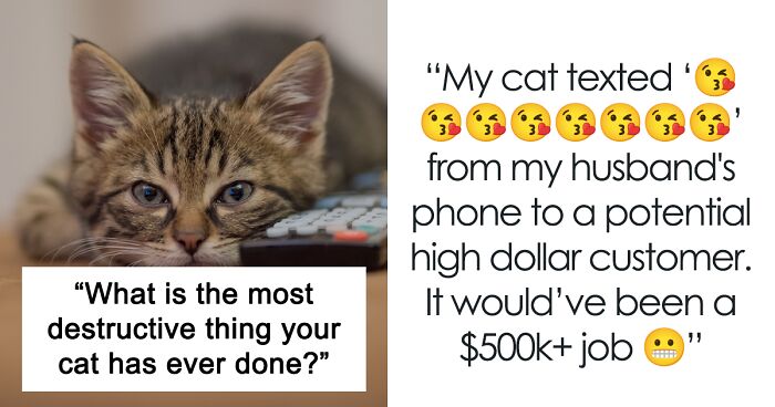40 Tales Of Cats Being Absolute Hooligans, As Shared By Netizens