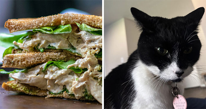 Woman Caught In A Hilariously ‘Serious’ Beef With Her Cat Over A Sandwich, And The Internet Lives For It