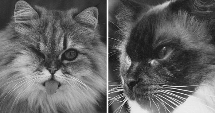 My 39 Favorite Cat Photos I’ve Ever Taken