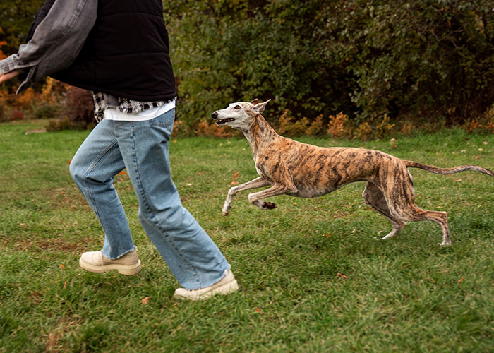 Person running on grass with a brindle dog chasing behind, illustrating HOA board member pet ownership conflict.