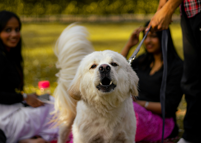 White dog barking on leash in park with people nearby, illustrating HOA board member pet ownership rules conflict.