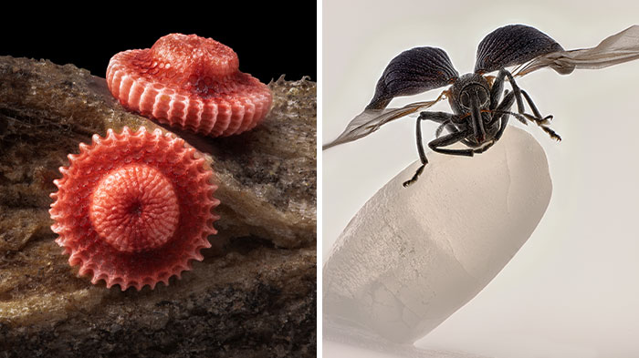 50 Jaw-Dropping Microscopic Images From The 2025 Nikon Small World Competition