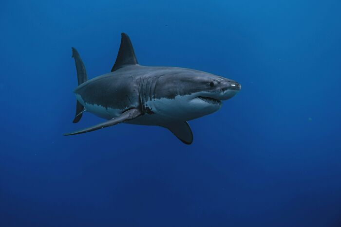 Great white shark swimming in deep blue ocean, illustrating surprising answers to things Americans ask about real life truths.