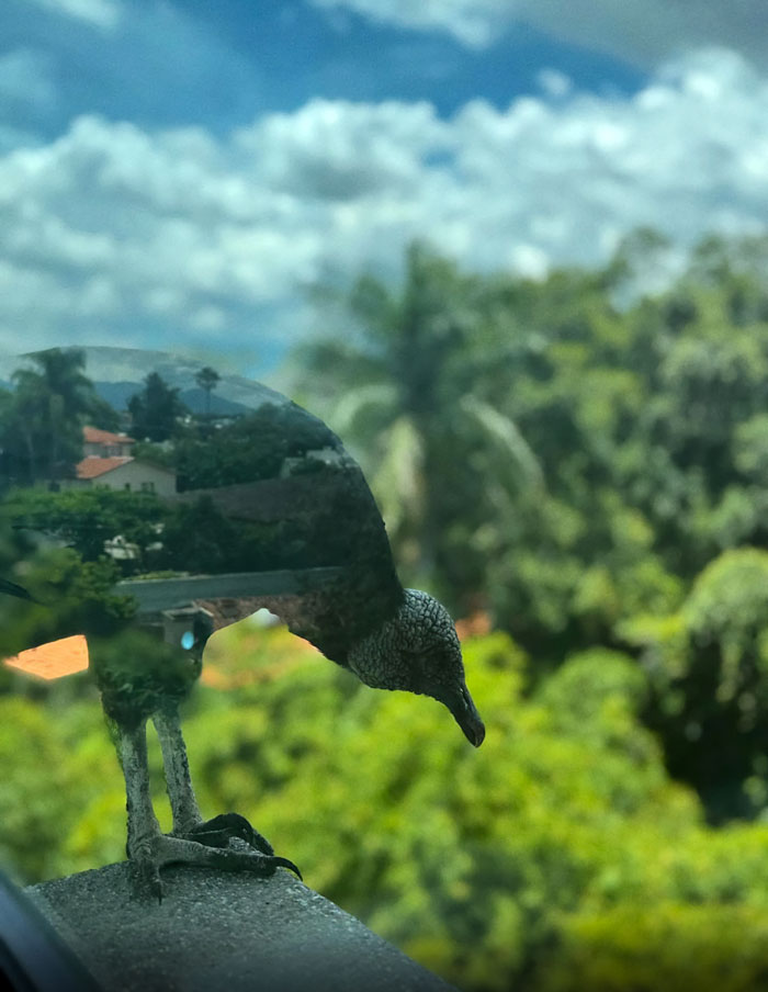 Unphotoshopped pic of a bird on a ledge with reflections making it look like a double exposure in daylight.