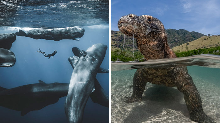 50 Stunning Images From The 2025 Ocean Photographer Of The Year Awards