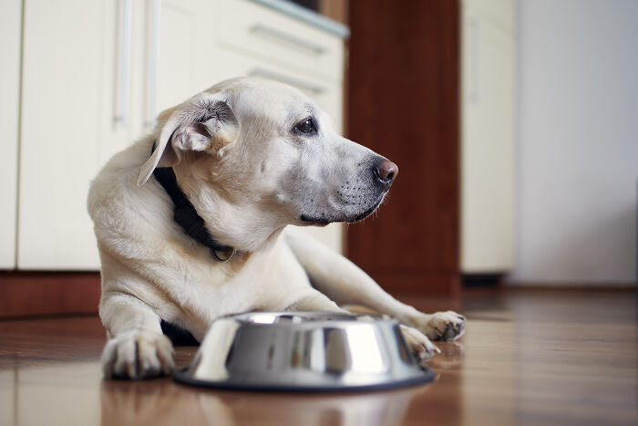 A pet dog showing intelligent behavior by waiting patiently next to a food bowl on a kitchen floor.