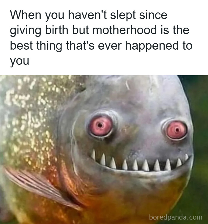 Tired fish with red eyes representing the chaos and lack of sleep in parenting and motherhood.