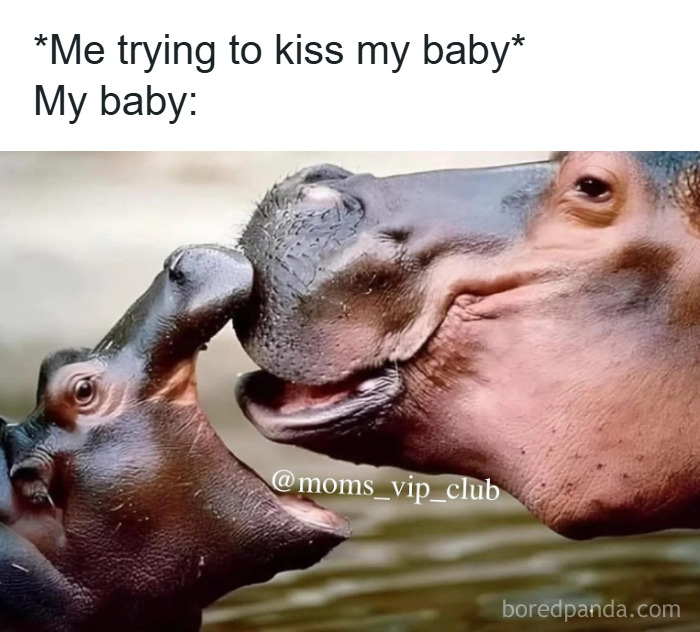 Parenting meme showing a baby hippo rejecting a kiss from its parent in a humorous chaotic moment.