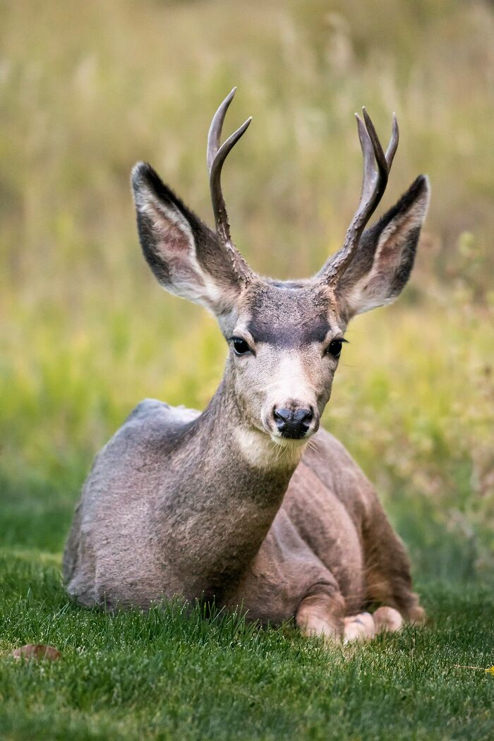 Deer resting on grass in natural habitat, relevant to zombie deer disease and wildlife health concerns. Deer resting on grass in natural habitat, relevant to zombie deer disease and wildlife health concerns.