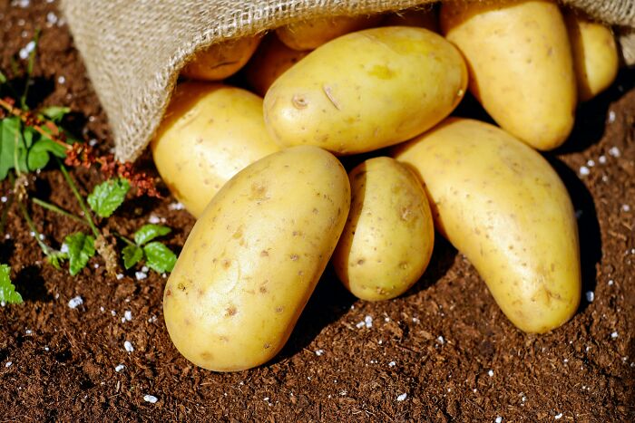 Several yellow potatoes spilling out of a burlap sack on soil, highlighting unpopular foods in some countries.