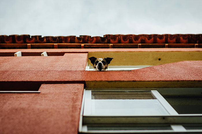Dog peeking over a balcony edge, capturing a nightmare situation people survived against all odds perspective.