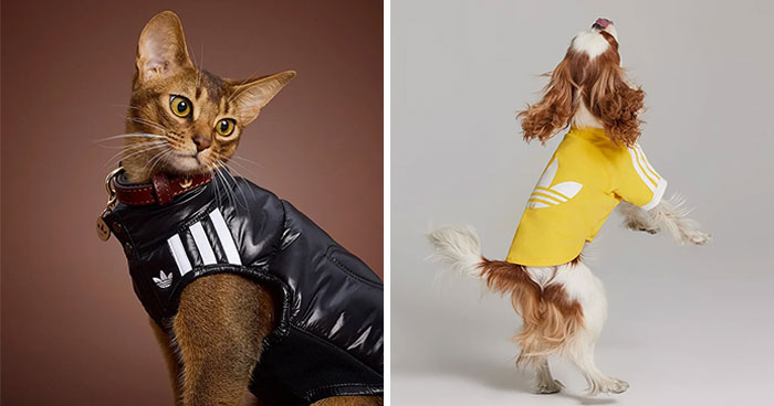 This Brand Created A Fashion Line For Pets, And Here Are 20 Highlights