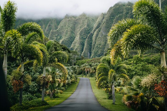 Scenic road lined with palm trees leading to misty mountains, illustrating common truths that turned out to be propaganda concept.