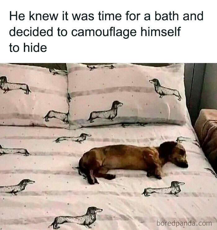 Small brown dog camouflaged on bed with dachshund prints, showcasing adorable pets are love humor.