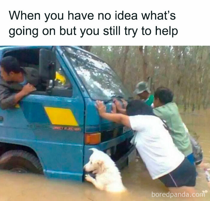 Dog and people helping push a truck through floodwater, showing pets are love and loyalty in difficult situations.