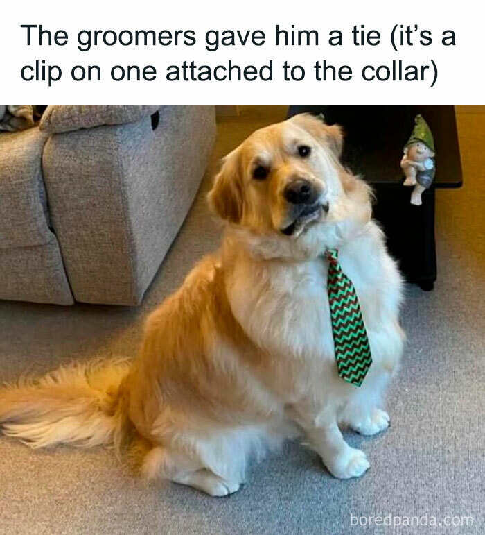 Golden retriever wearing a clip-on tie attached to its collar sitting on carpet in a living room with pets as love.