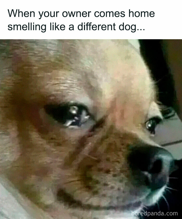 Close-up of a dog with a sad expression, reflecting a funny moment about our furry companions' love and loyalty.