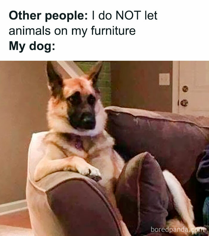 Dog lounging on furniture humorously showing pets are love with a funny meme about furry companions.